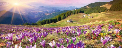 Dimex Crocuses at Spring Fotobehang 375x150cm 5 banen | Yourdecoration.be