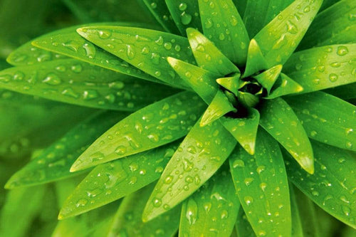 Dimex Fresh Foliage Fotobehang 375x250cm 5 banen | Yourdecoration.be