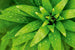 Dimex Fresh Foliage Fotobehang 375x250cm 5 banen | Yourdecoration.be