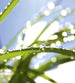 Dimex Grass Fotobehang 225x250cm 3 banen | Yourdecoration.be