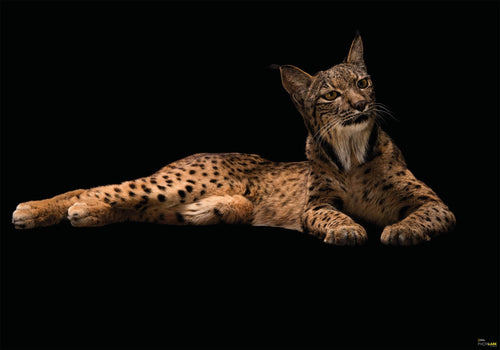 Komar Iberische Lynx Vlies Fotobehang 400X280Cm 6 Delen | Yourdecoration.be