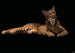Komar Iberische Lynx Vlies Fotobehang 400X280Cm 6 Delen | Yourdecoration.be