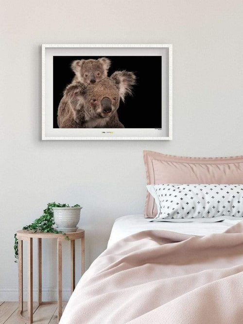 Komar Koala Bear Kunstdruk 70x50cm Sfeer  | Yourdecoration.be