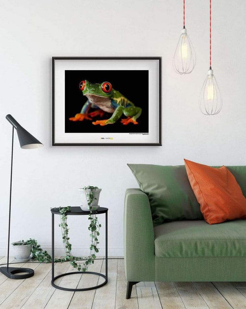 Komar Red eyed Treefrog Kunstdruk 70x50cm Sfeer  | Yourdecoration.be