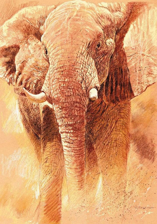 Renato Casaro Elefant Study Kunstdruk 70x100cm | Yourdecoration.be
