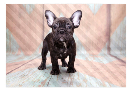 Fotobehang - French Bulldog - Vliesbehang