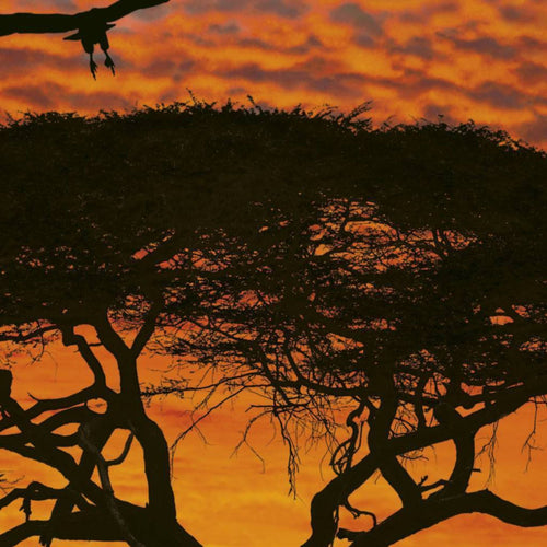 Komar African Sunset Fotobehang National Geographic 194x270cm | Yourdecoration.be