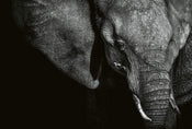Wizard+Genius Beautiful Elephant Vlies Fotobehang 384x260cm 8 banen | Yourdecoration.be