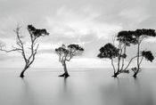 Wizard+Genius Trees in the Still Water Vlies Fotobehang 384x260cm 8 banen | Yourdecoration.be