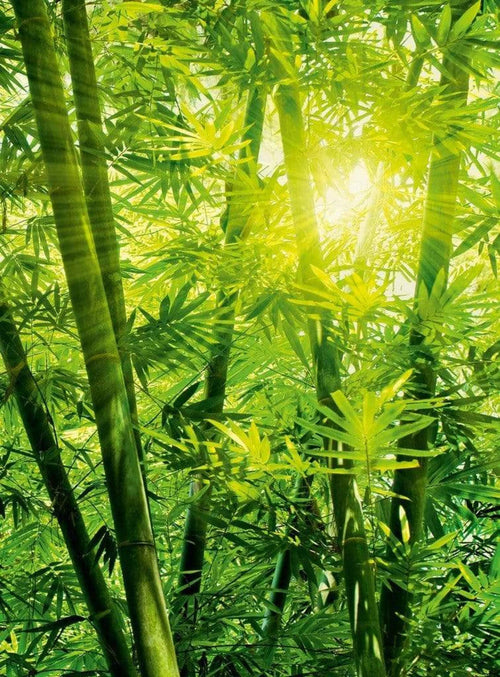 Wizard+Genius Bamboo Forest Vlies Fotobehang 192x260cm 4 banen | Yourdecoration.be