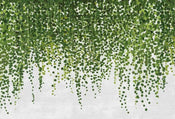 Wizard+Genius Hanging Plants Vlies Fotobehang 384x260cm 8 banen | Yourdecoration.be