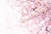 Wizard+Genius Delicate Flowers Vlies Fotobehang 384x260cm 8 banen | Yourdecoration.be