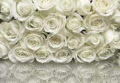 Komar A la Rose Fotobehang 368x254cm | Yourdecoration.be
