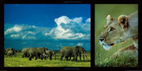 PGM DHM 13 Michel et Christine Denis Huot Elephants and Lioness Kunstdruk 100x50cm | Yourdecoration.be