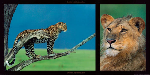 PGM DHM 17 Michel et Christine Denis Huot Leopard and Young Leon Kunstdruk 100x50cm | Yourdecoration.be