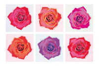 PGM EP 41 Emily Pop Pop Roses Kunstdruk 91x61cm | Yourdecoration.be