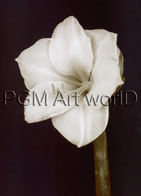 PGM FTP 17 Prades Fabregat Bora Bora Flower II Kunstdruk 50x70cm | Yourdecoration.be