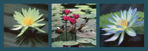 PGM PDL 33 Laurent Pinsard Nenuphars Kunstdruk 95x33cm | Yourdecoration.be