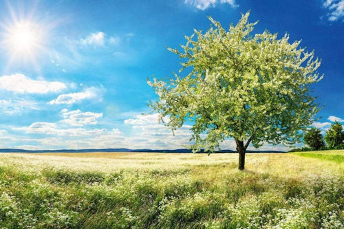 Dimex Blossom Tree Fotobehang 375x250cm 5 banen | Yourdecoration.be