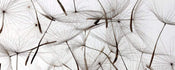 Dimex Dandelion Seeds Fotobehang 375x150cm 5 banen | Yourdecoration.be