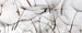 Dimex Dandelion Seeds Fotobehang 375x150cm 5 banen | Yourdecoration.be