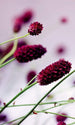 Dimex Floral Violet Fotobehang 150x250cm 2 banen | Yourdecoration.be