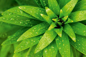 Dimex Fresh Foliage Fotobehang 375x250cm 5 banen | Yourdecoration.be