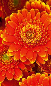 Dimex Gerbera Fotobehang 150x250cm 2 banen | Yourdecoration.be