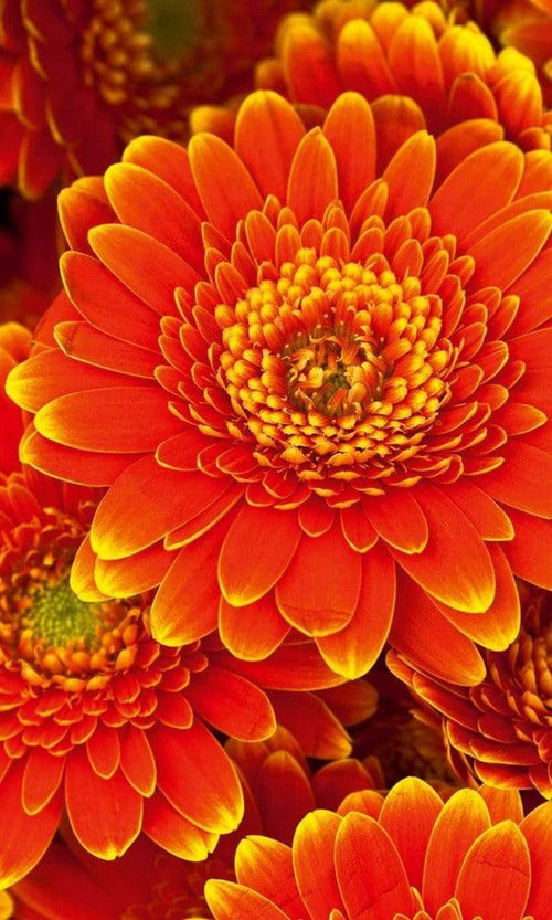 Dimex Gerbera Fotobehang 150x250cm 2 banen | Yourdecoration.be