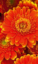 Dimex Gerbera Fotobehang 150x250cm 2 banen | Yourdecoration.be