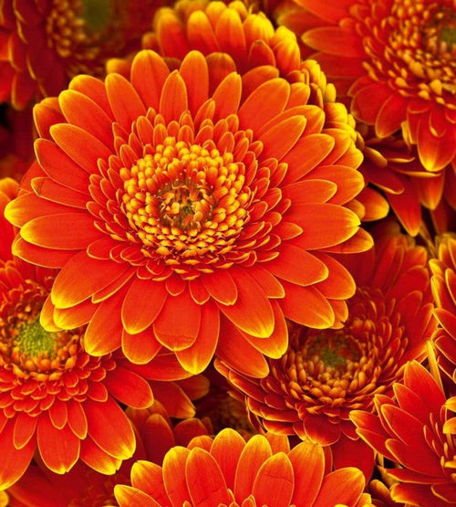 Dimex Gerbera Fotobehang 225x250cm 3 banen | Yourdecoration.be