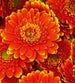 Dimex Gerbera Fotobehang 225x250cm 3 banen | Yourdecoration.be