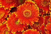 Dimex Gerbera Fotobehang 375x250cm 5 banen | Yourdecoration.be