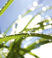 Dimex Grass Fotobehang 225x250cm 3 banen | Yourdecoration.be