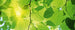Dimex Green Leaves Fotobehang 375x150cm 5 banen | Yourdecoration.be