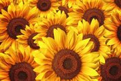 Dimex Helianthus Fotobehang 375x250cm 5 banen | Yourdecoration.be