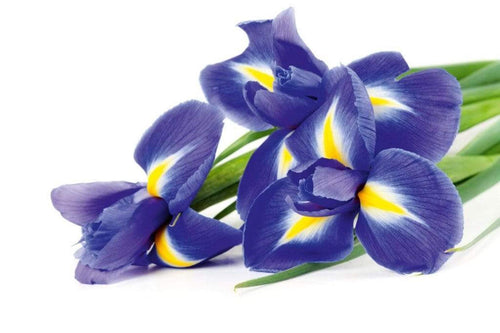 Dimex Iris Fotobehang 375x250cm 5 banen | Yourdecoration.be