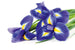 Dimex Iris Fotobehang 375x250cm 5 banen | Yourdecoration.be