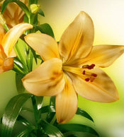 Dimex Lily Fotobehang 225x250cm 3 banen | Yourdecoration.be