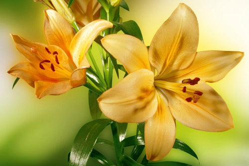 Dimex Lily Fotobehang 375x250cm 5 banen | Yourdecoration.be