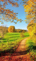 Dimex Meadow Fotobehang 150x250cm 2 banen | Yourdecoration.be
