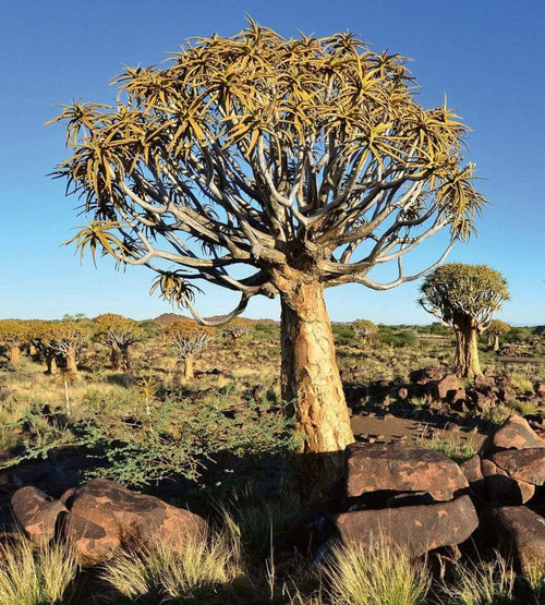 Dimex Namibia Fotobehang 225x250cm 3 banen | Yourdecoration.be