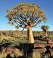 Dimex Namibia Fotobehang 225x250cm 3 banen | Yourdecoration.be