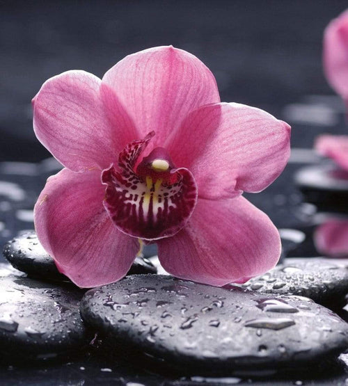 Dimex Orchid Fotobehang 225x250cm 3 banen | Yourdecoration.be