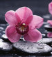 Dimex Orchid Fotobehang 225x250cm 3 banen | Yourdecoration.be
