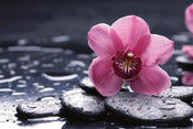 Dimex Orchid Fotobehang 375x250cm 5 banen | Yourdecoration.be