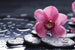 Dimex Orchid Fotobehang 375x250cm 5 banen | Yourdecoration.be