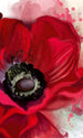 Dimex Poppy Fotobehang 150x250cm 2 banen | Yourdecoration.be