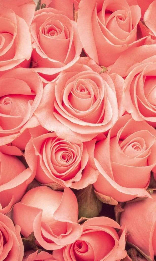 Dimex Roses Fotobehang 150x250cm 2 banen | Yourdecoration.be