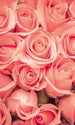 Dimex Roses Fotobehang 150x250cm 2 banen | Yourdecoration.be